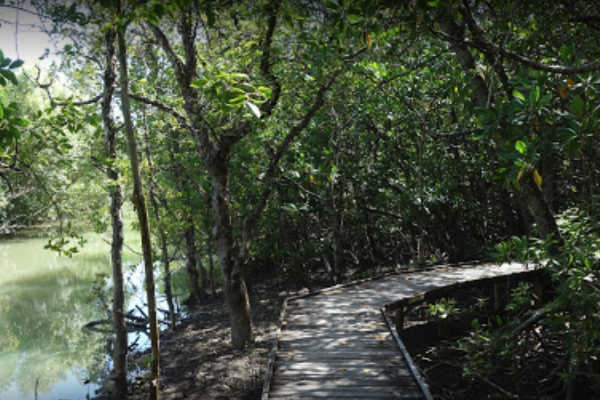 mangrove-boardwalk-different-angle