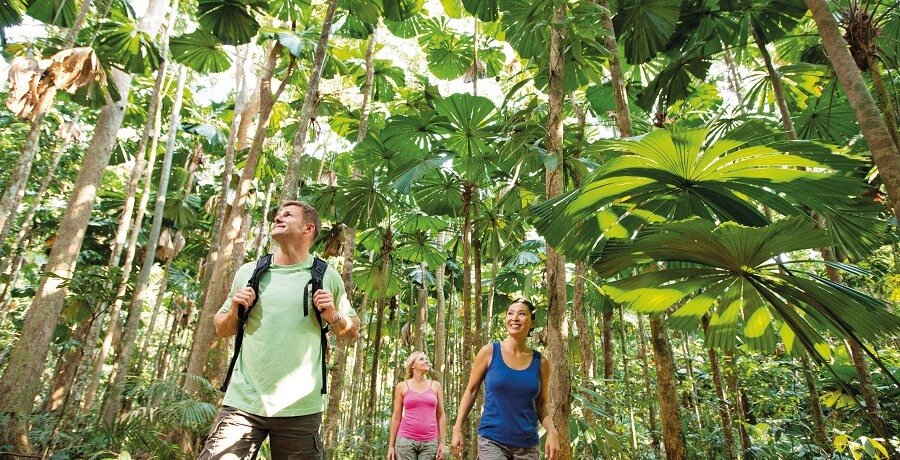 the daintree rainforest