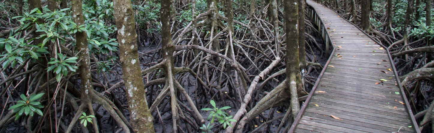 What are Mangroves?