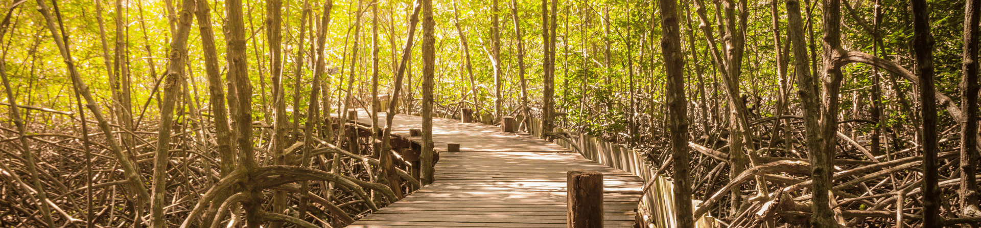 What can I see along the Mangrove Boardwalk?