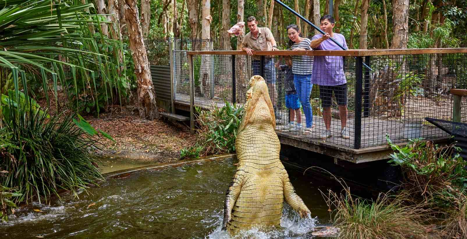 Crocodile jumping up to catch meat on a stick
