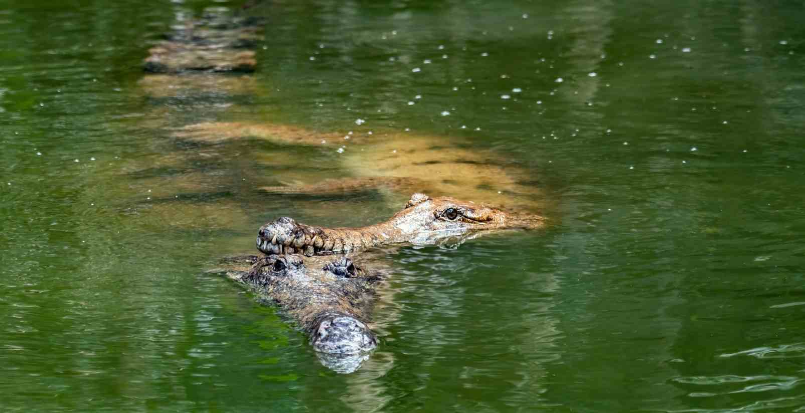 Crocodiles just under the water