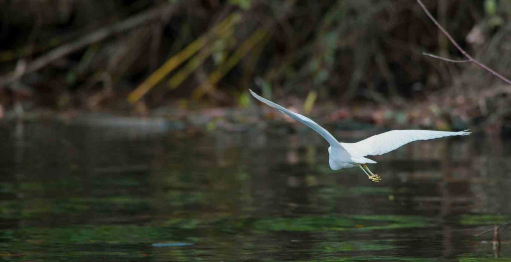 bird fling over daintree river