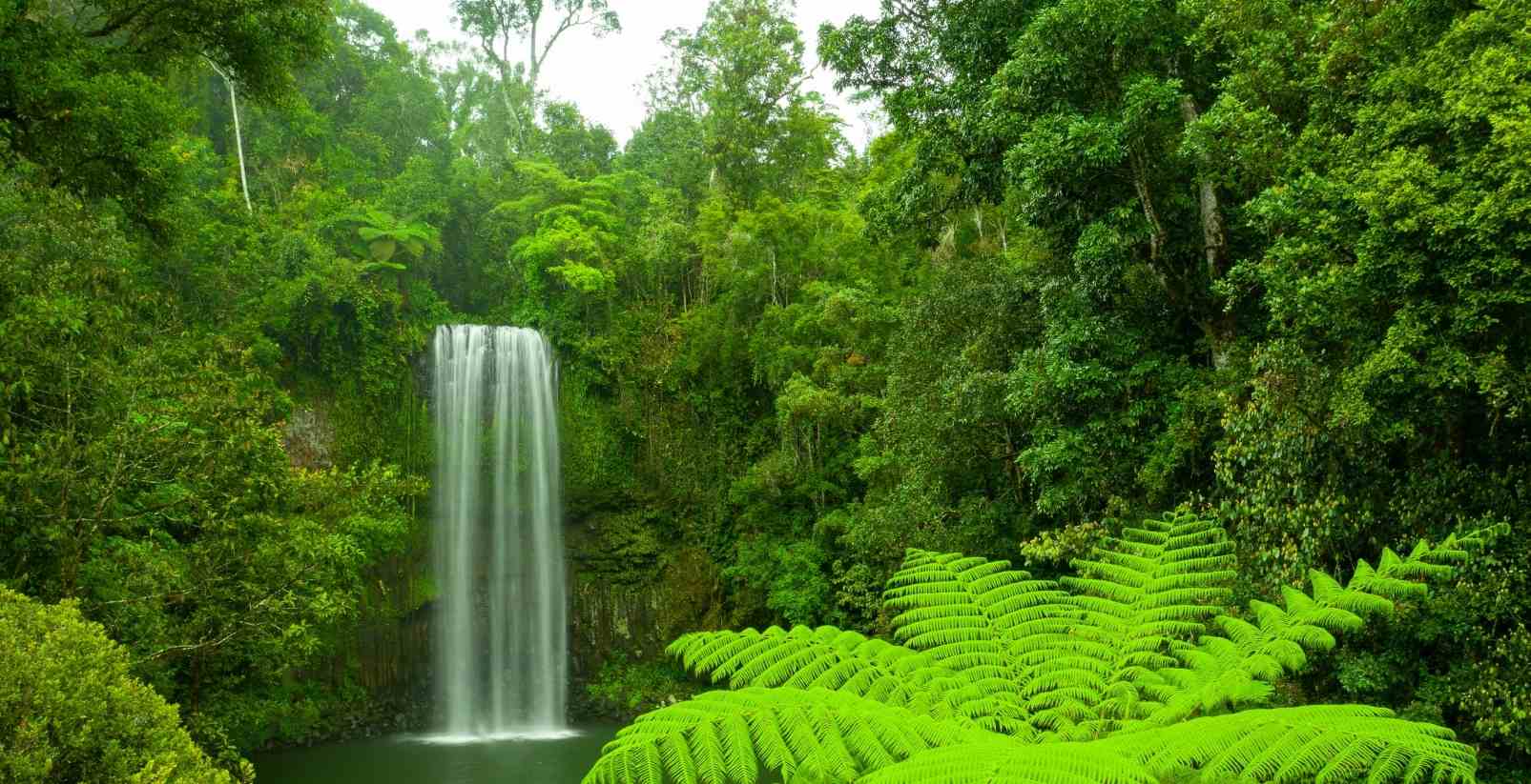 waterfall in green forest