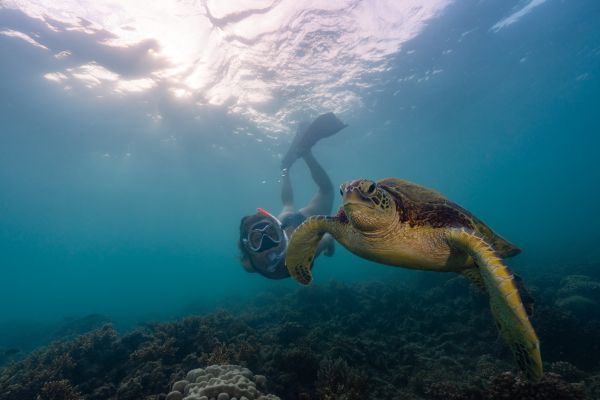 Swimmin with a turtle
