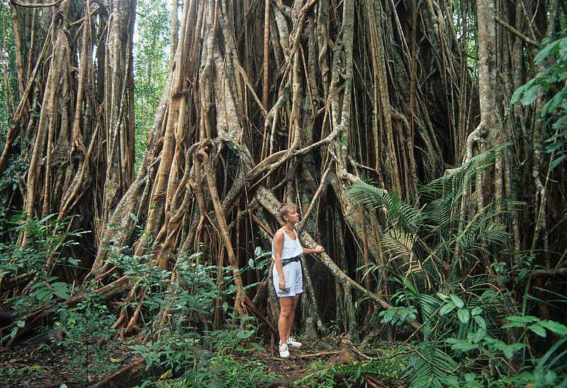 Curtain Fig Tree