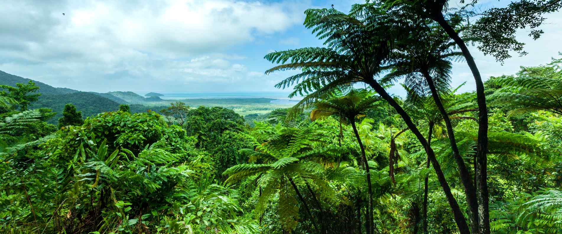 Overlooking the Daintree Rainforest