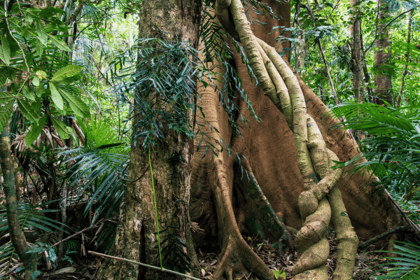 Atherton tree